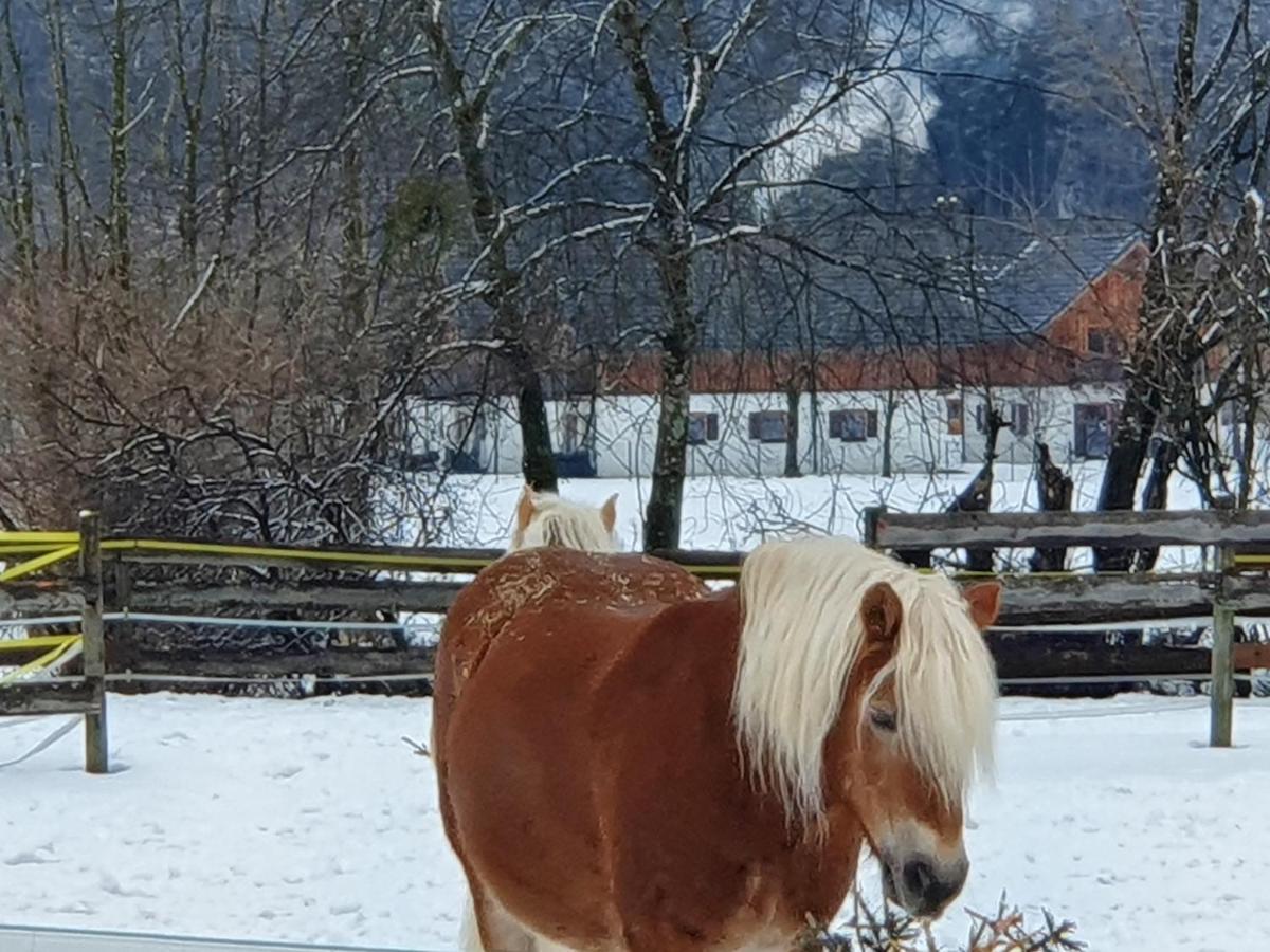 Haus Salzkammergut Обертраун Экстерьер фото